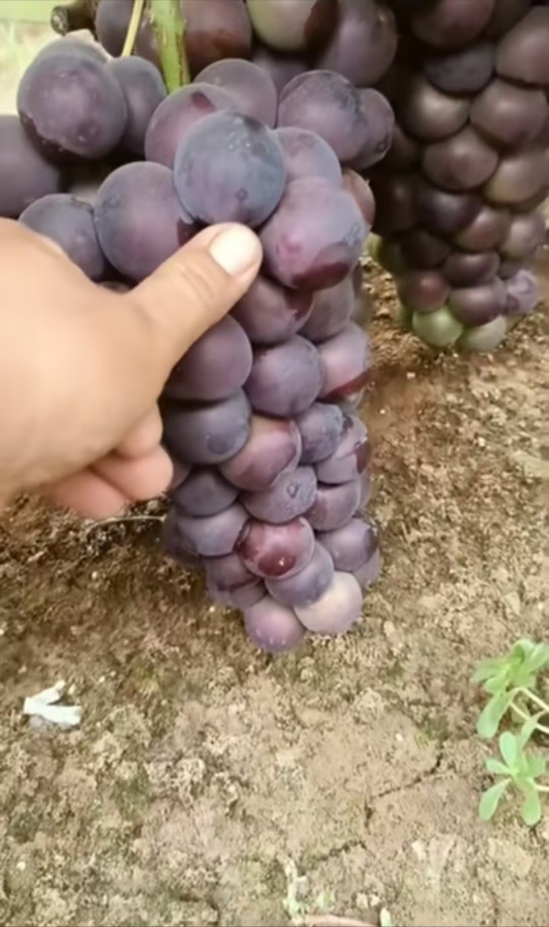 献县冷棚乒乓球大量供应中颗粒饱满酸甜适中