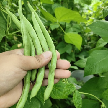 精品豆王需要联系大量有货