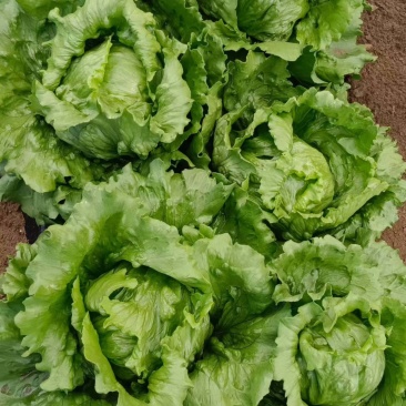 球生菜大量有货