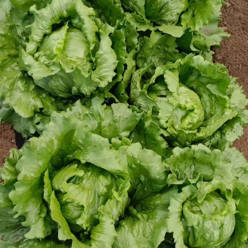 球生菜大量有货