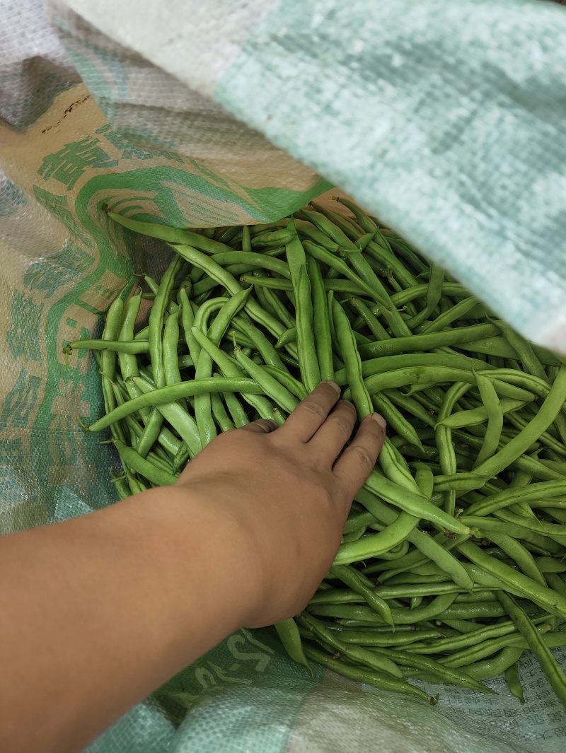 精品豆王需要联系大量有货