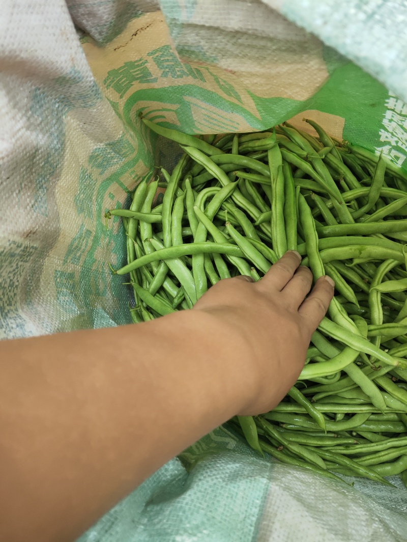 精品豆王需要联系大量有货