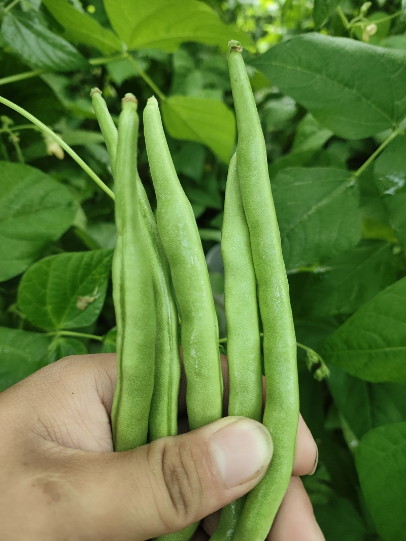 精品豆王需要联系大量有货