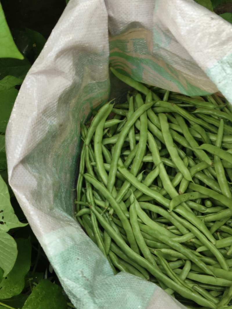 **豆角需要联系大量上市