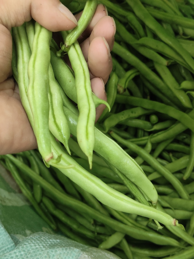 **豆角需要联系大量上市