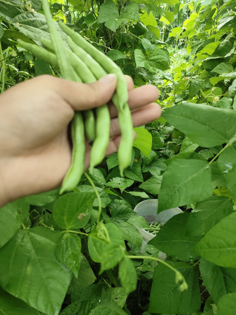 **豆角需要联系大量上市