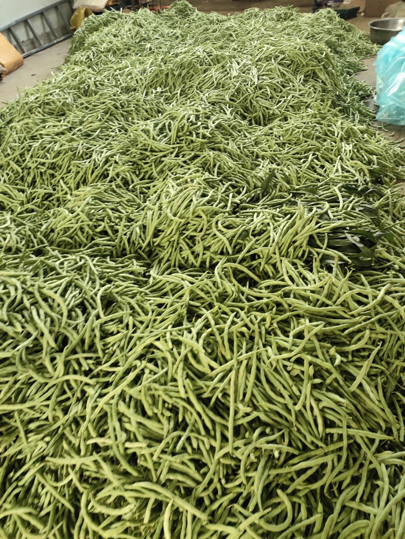 **豆角需要联系大量上市
