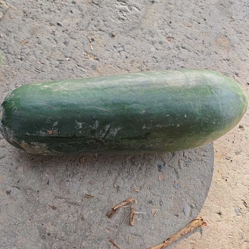 头茬黑皮冬瓜