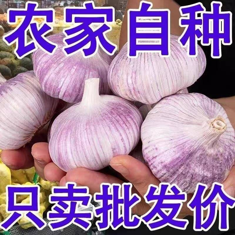 紫皮蒜种产地一手货源支持全国物流发货大蒜种子