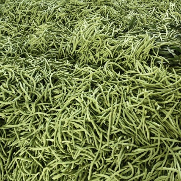 豆王豆角。平常炒菜饭店的豆角商超或者是批发市场都可以联系