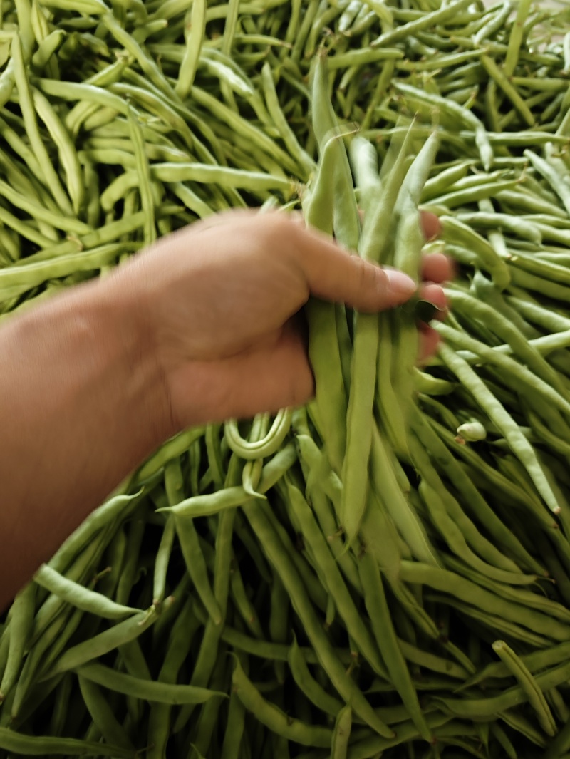 豆王豆角。平常炒菜饭店的豆角商超或者是批发市场都可以联系
