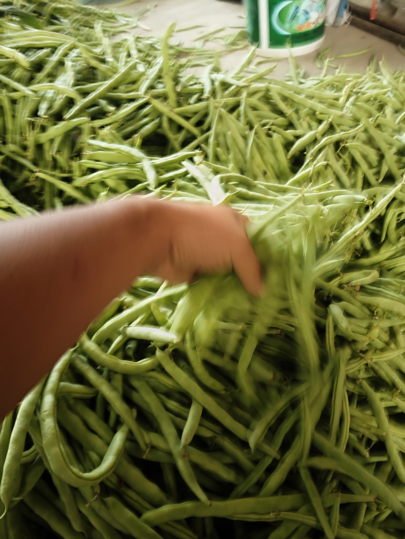 豆王豆角。平常炒菜饭店的豆角商超或者是批发市场都可以联系