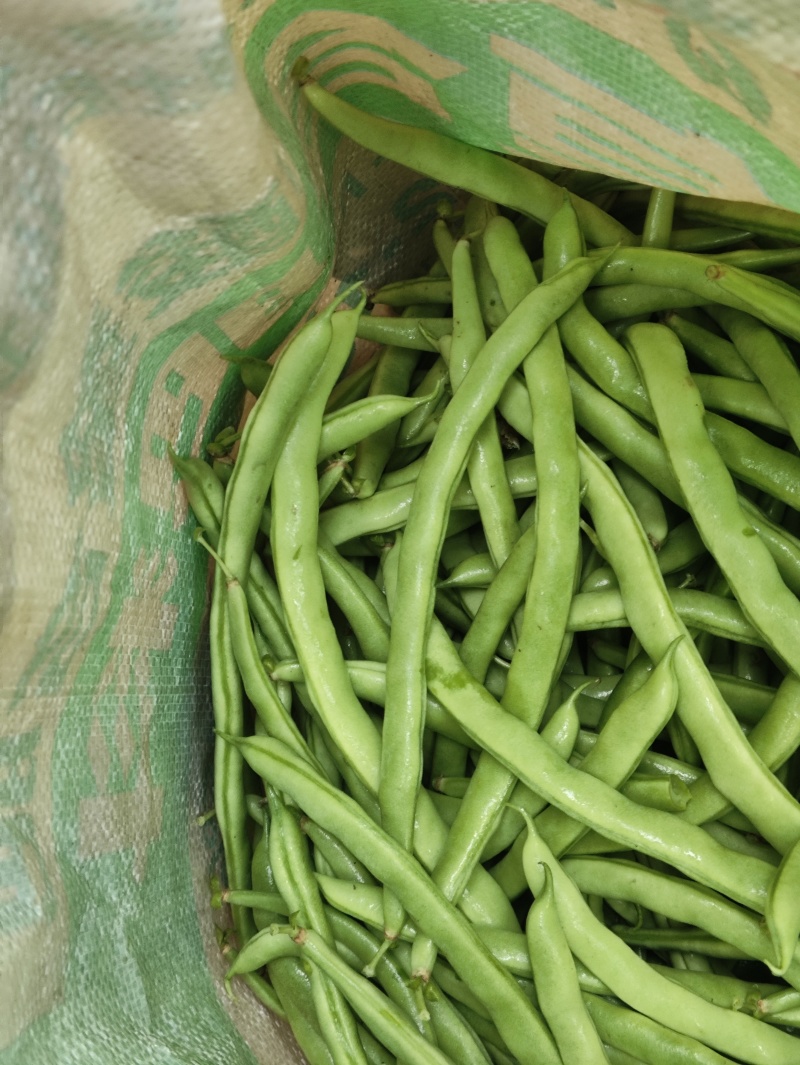 豆王豆角。平常炒菜饭店的豆角商超或者是批发市场都可以联系