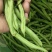 豆王豆角。平常炒菜饭店的豆角商超或者是批发市场都可以联系