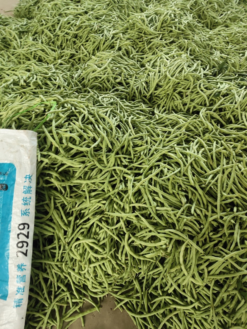 豆王豆角。平常炒菜饭店的豆角商超或者是批发市场都可以联系