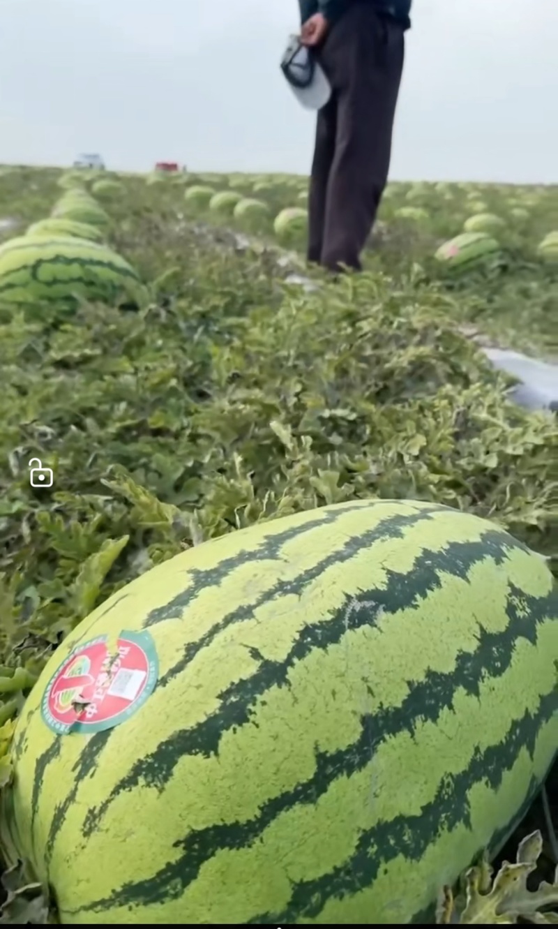 西瓜宁夏西瓜硒砂瓜金花六号石头瓜售后全包
