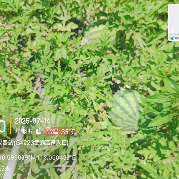 美都有籽西瓜