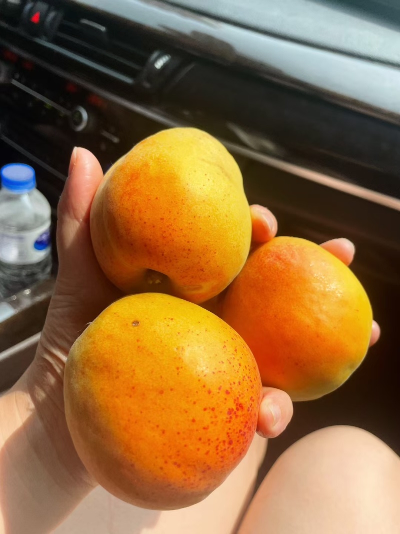 歇马杏约起来