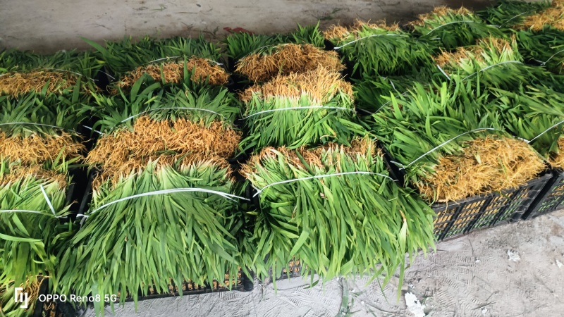 千亩基地直供射干苗中药材种苗量大价优成活率高
