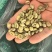 出咖啡生豆越南罗豆16目18目云南一级二级现货直发