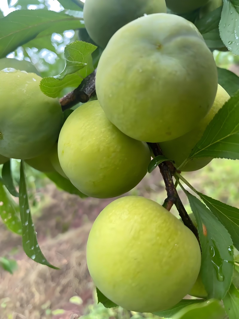 蜜脆李，脆嫩爽口，多汁风味浓郁；冰糖般甜味，蜂蜜般回味。