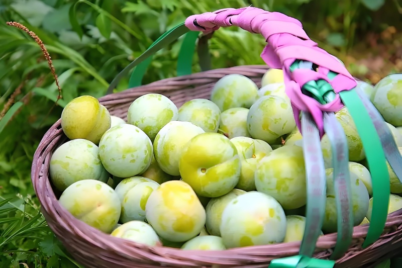 蜜脆李，脆嫩爽口，多汁风味浓郁；冰糖般甜味，蜂蜜般回味。