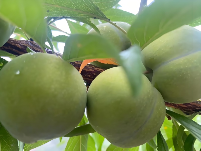 蜜脆李，脆嫩爽口，多汁风味浓郁；冰糖般甜味，蜂蜜般回味。