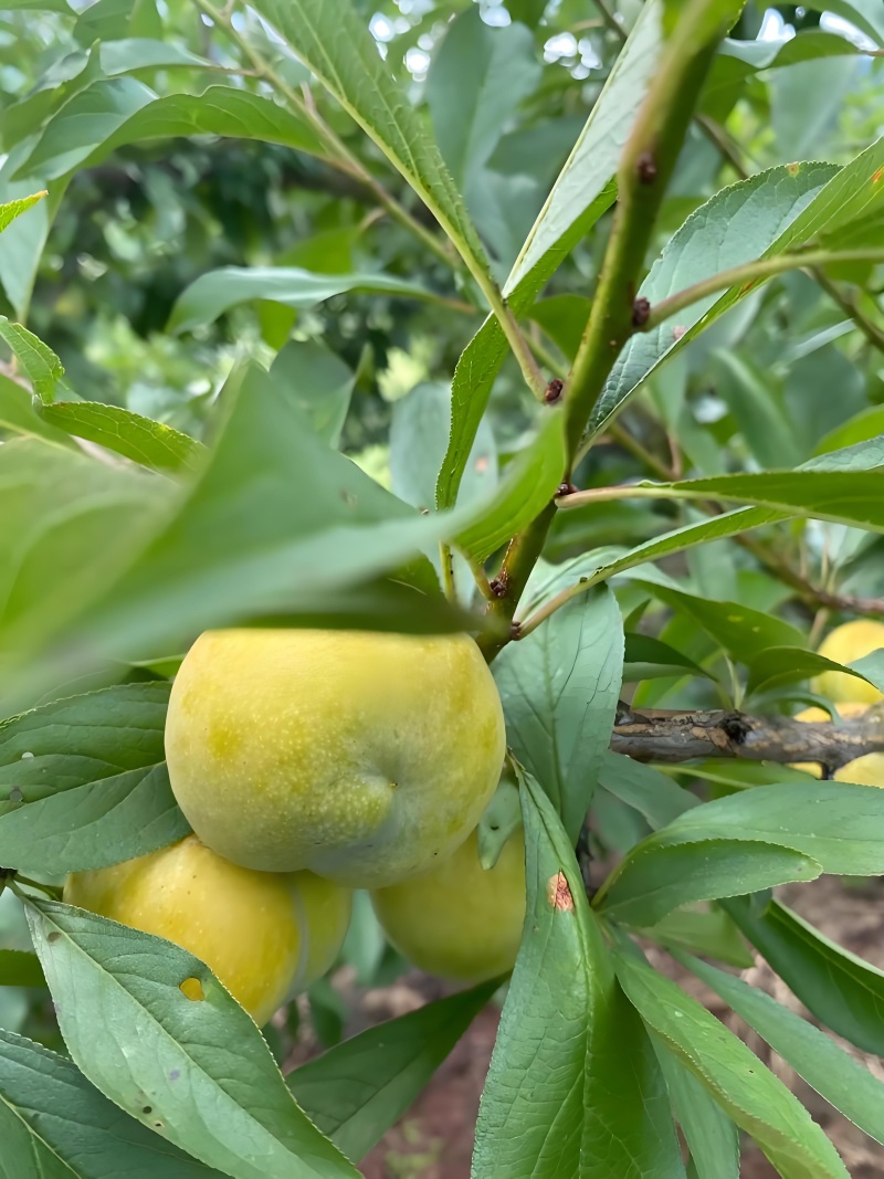 蜜脆李，脆嫩爽口，多汁风味浓郁；冰糖般甜味，蜂蜜般回味。