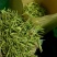 金银花茶