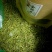 金银花茶