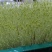活体蔬菜有机芽苗菜豌豆苗为保持鲜活建议当地