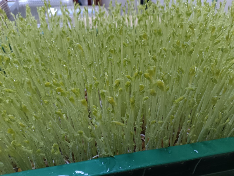 活体蔬菜有机芽苗菜豌豆苗为保持鲜活建议当地