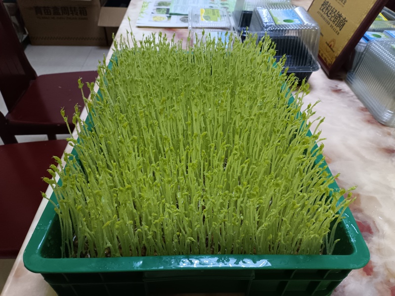 活体蔬菜有机芽苗菜豌豆苗为保持鲜活建议当地