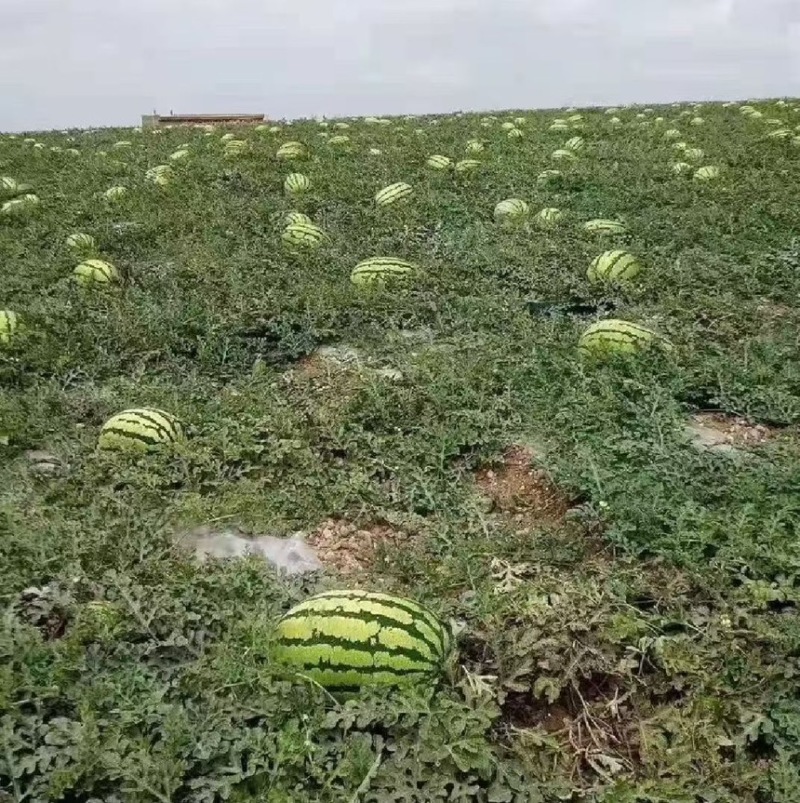 精品云南西瓜产地直发一手货源甜度高代发全国