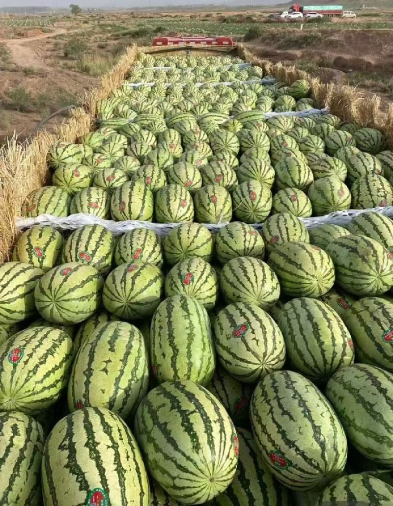 精品云南西瓜产地直发一手货源甜度高代发全国