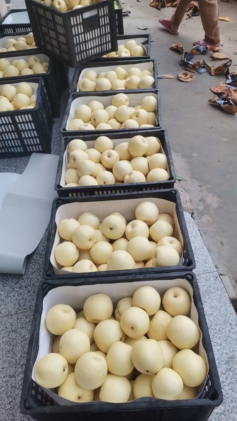 白皇冠梨套袋皇冠梨砀山白梨承接商超电商供货代发全国