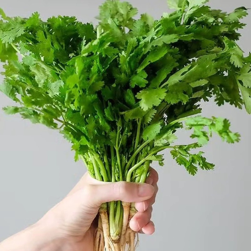 香菜