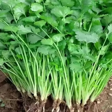 香菜