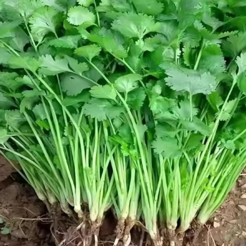 香菜