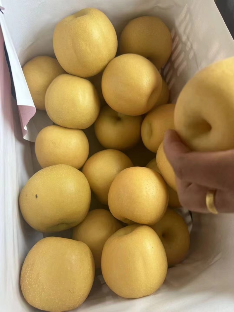 新玉梨砀山套袋圆黄梨新高梨商超电商供货代发全国市场