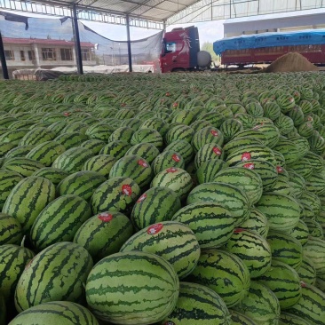 宁夏硒砂瓜清甜可口量大从优欢迎采购热卖中一手货源价格美丽