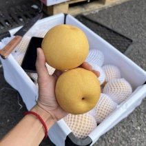 陕西丰水梨产地直发货源充足对接商超批发商欢迎致电