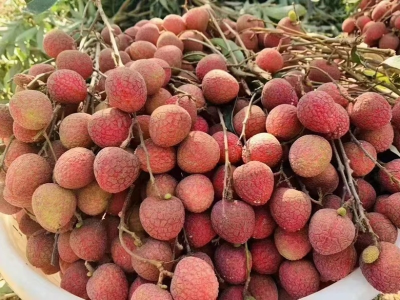 自家种植青壳荔枝价格优势👌现摘现发👍欢迎合作🤝