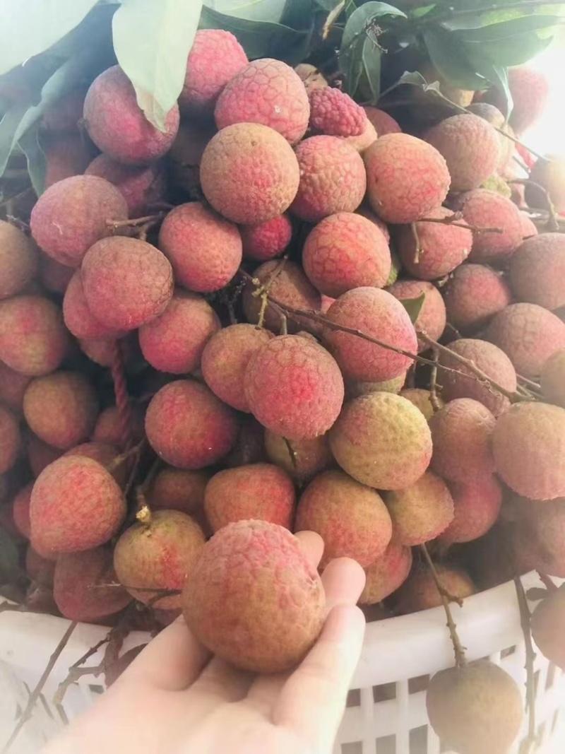 自家种植青壳荔枝价格优势👌现摘现发👍欢迎合作🤝