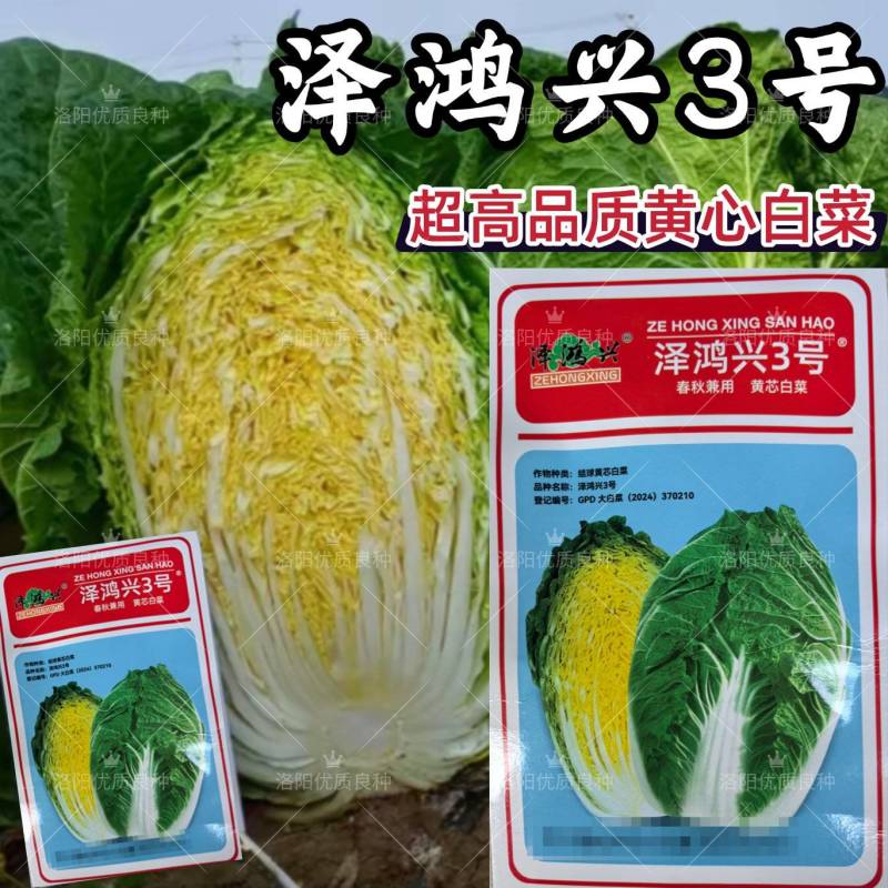 泽鸿兴3号黄芯白菜种子耐抽苔春秋泽鸿3号55天黄心大白菜
