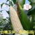 葫芦岛绥中白糯玉米大量供应，新鲜采摘农户自种