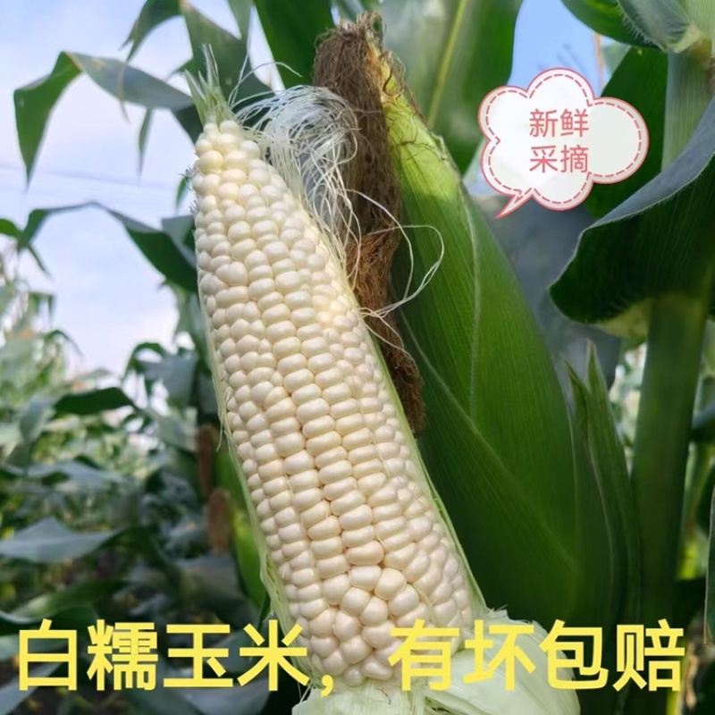 葫芦岛绥中白糯玉米大量供应，新鲜采摘农户自种