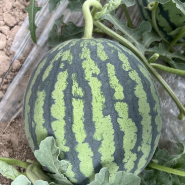 大棚无籽美都