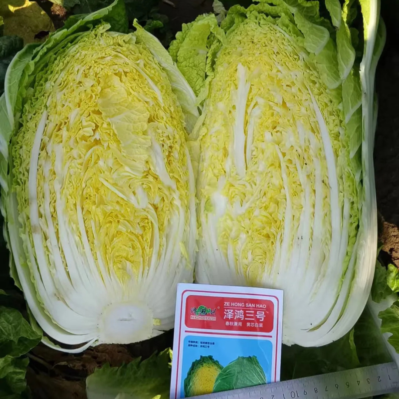 泽鸿兴3号黄芯白菜种子耐抽苔春秋泽鸿3号55天黄心大白菜