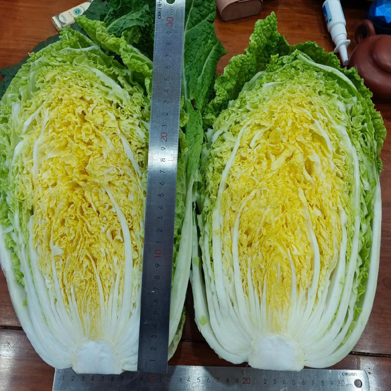 泽鸿兴3号黄芯白菜种子耐抽苔春秋泽鸿3号55天黄心大白菜